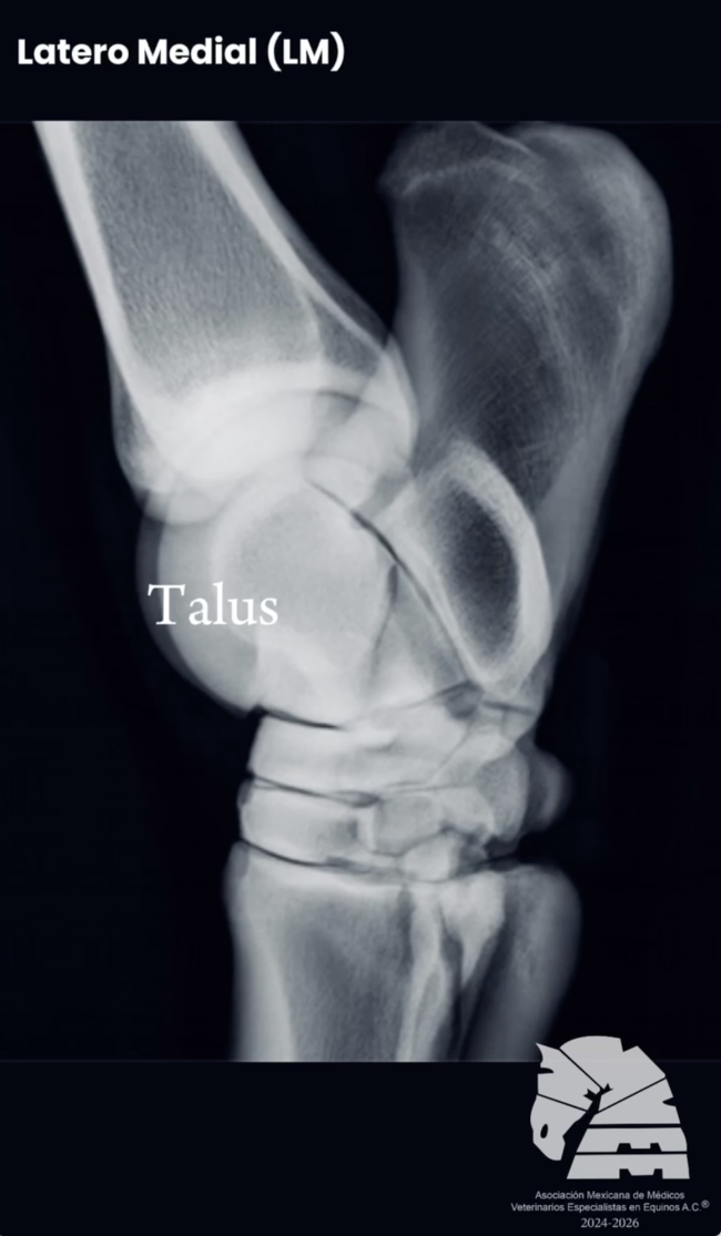 Toma radiográfica del tarso latero- medial Toma radiográfica del tarso latero- medial